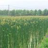 供應(yīng)水蔥、黃菖蒲、睡蓮等綠化苗木