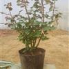 月季花，月季盆栽，樹狀月季，月季批發(fā)，藤本月季，歐洲月季