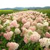 供應(yīng)木繡球、三裂繡線菊、李葉繡線菊、金山繡線菊