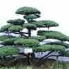 造型五針松圖片\造型五針松報價