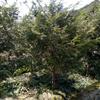 紅豆杉 南方紅豆杉  紅豆杉價(jià)格 精品紅豆杉