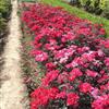 紅帽子月季 豐花月季  大花月季  鉆石月季  月季樹樁