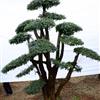 對節(jié)白蠟價格便宜|京山森寶園藝特價銷售對節(jié)白蠟