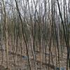 老式國槐2-3公分