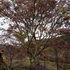浙江精品紅楓20公分紅楓