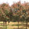 紅葉石楠信息|南京紅葉石楠市場價格有波動