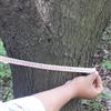 茶條槭