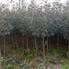 紅葉石楠樹3-5公分和紅葉石楠球 