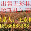五彩桂重慶五彩桂湖北五彩桂