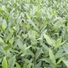 茶苗5供應(yīng)/茶苗5圖片