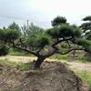 造型油松—新造型油松價格—山東造型景觀松樹培育基地 