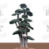 對節(jié)白蠟樹批發(fā)|對節(jié)白蠟樹價格|對節(jié)白蠟樹圖片