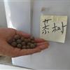 欒樹種子批發(fā)