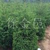 供應(yīng)紅葉小檗、黃楊、紅端木、欒樹、月季、馬褂木、衛(wèi)矛等苗木花