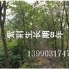 四川紫荊10-16公分，1.5米以上開(kāi)丫，冠幅2米以上