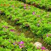 山東西府海棠最新報價/西府海棠圖片