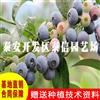塞拉藍(lán)莓苗批發(fā) 塞拉藍(lán)莓苗基地