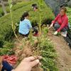 湖南梔子花介紹 梔子花最新價格行情