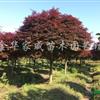 浙江紅楓最新報(bào)價(jià)/紅楓圖片