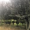 紅葉李、香樟、重陽(yáng)木、櫸樹等