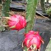 紅心火龍果苗 火龍果種植技術(shù)  廠家指導(dǎo) 志超園藝場 火龍果