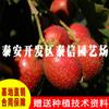 歪把紅山楂苗價(jià)格 歪把紅山楂苗批發(fā)