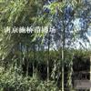 青皮垂柳 南京青皮垂柳新報(bào)價(jià)