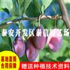 黃金奈李苗價(jià)格 黃金奈李苗批發(fā)