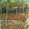 杜英小苗，杜英苗，杜英價格，杜英圖片，購買杜英，供應(yīng)杜英，