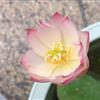 江蘇沭陽批發(fā)供應花卉種子碗蓮種子（粉色）
