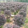 福建大量低價(jià)處理各種規(guī)格紅花繼木袋苗