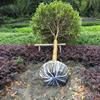 四川桂花、高桿桂花、四川高桿桂花價格