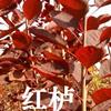 山東諸城供應(yīng)美國紅櫨