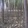 供應(yīng)楊樹(shù)苗，遼寧楊樹(shù)苗，優(yōu)質(zhì)楊樹(shù)苗