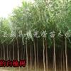 江蘇榆樹(shù)、榆樹(shù)苗