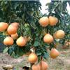 三紅蜜柚苗怎么賣(mài)|紅心柚苗價(jià)格便宜