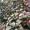 茶花 物美價(jià)廉 優(yōu)質(zhì)苗