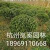 浙江大葉黃楊球最新報價/大葉黃楊球圖片