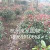 紅葉石楠球3圖片\紅葉石楠球3報價