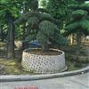 造型中華蚊母.報(bào)價(jià)/湖南造型中華蚊母.報(bào)價(jià)