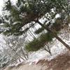 江蘇黑松2介紹