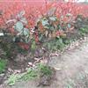 江蘇紅葉石楠信息
