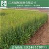 江蘇小葉女貞2信息