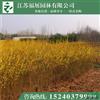 連翹，黃老虎行情報(bào)價(jià)\連翹，黃老虎圖片展示
