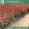 紅葉石楠4供應/紅葉石楠4圖片