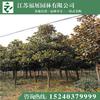 廣玉蘭2供應(yīng)/廣玉蘭2圖片
