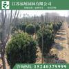 江蘇大葉黃楊球4介紹