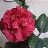紅露珍茶花批發(fā)價 地徑4公分5公分8公分紅露珍茶花樹用途