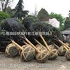 成都高桿桂花-成都桂花基地-成都桂花價格-成都桂花