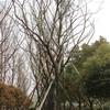 樸樹